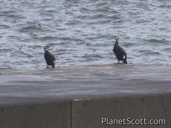 Japanese Cormorant (Phalacrocorax capillatus)