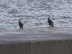 Japanese Cormorant (Phalacrocorax capillatus)
