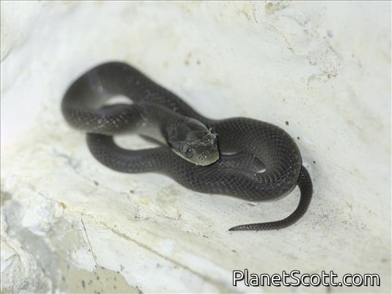 Brown House Snake (Boaedon fuliginosus)