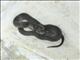Brown House Snake (Boaedon fuliginosus)