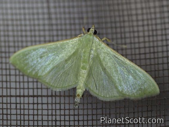 Pearl Moth (Spilomelinae sp)