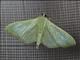 Pearl Moth (Spilomelinae sp)