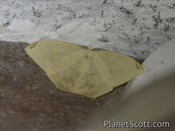 Geometer Moth (Geometridae sp)
