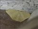 Geometer Moth (Geometridae sp)