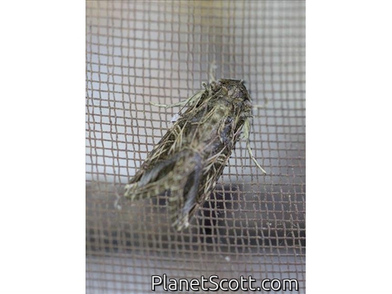 Anyworm Moth (Spodoptera sp)