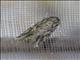 Anyworm Moth (Spodoptera sp)