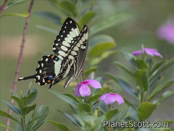 Emperor Swallowtail (Papilio ophidicephalus)