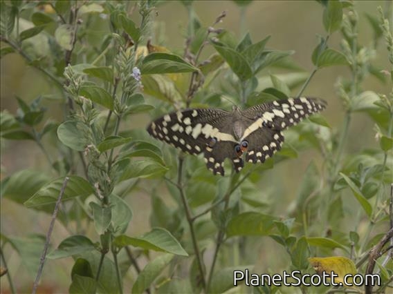 Citrus Swallowtail (Papilio demodocus)