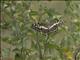 Citrus Swallowtail (Papilio demodocus)