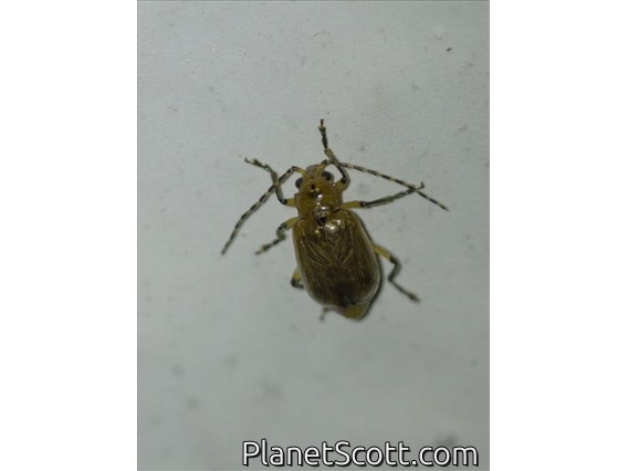 Beetle (Coleoptera sp)
