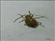 Beetle (Coleoptera sp)