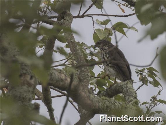 African Goshawk (Aerospiza tachiro)