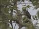 African Goshawk (Aerospiza tachiro)