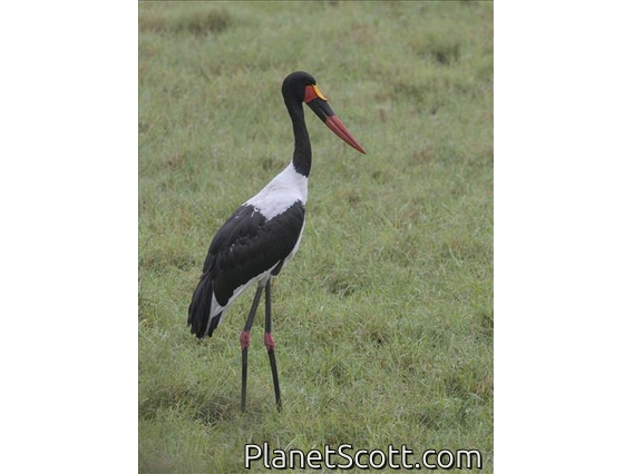 Saddle-billed Stork (Ephippiorhynchus senegalensis)