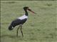 Saddle-billed Stork (Ephippiorhynchus senegalensis)