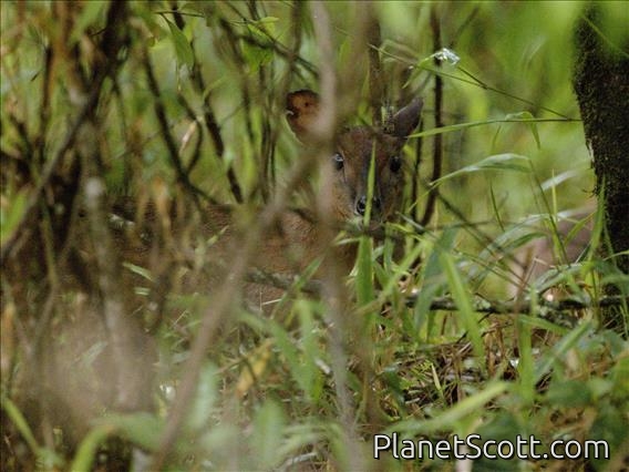 Suni (Nesotragus moschatus)