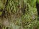 Suni (Nesotragus moschatus)