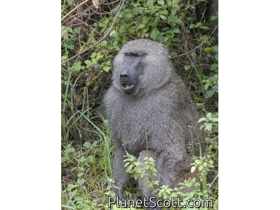 Anubis Baboon (Papio anubis)