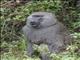 Anubis Baboon (Papio anubis)