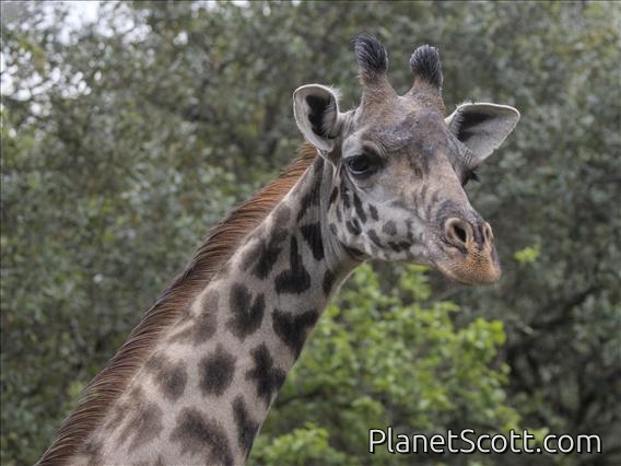 Masai Giraffe (Giraffa tippelskirchi)