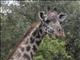 Masai Giraffe (Giraffa tippelskirchi)