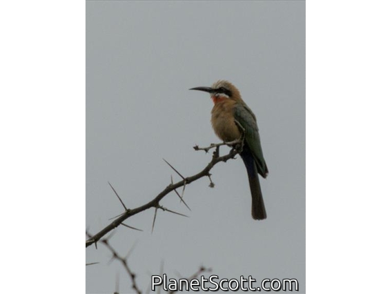 White-fronted Bee-eater (Merops bullockoides)