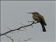 White-fronted Bee-eater (Merops bullockoides)