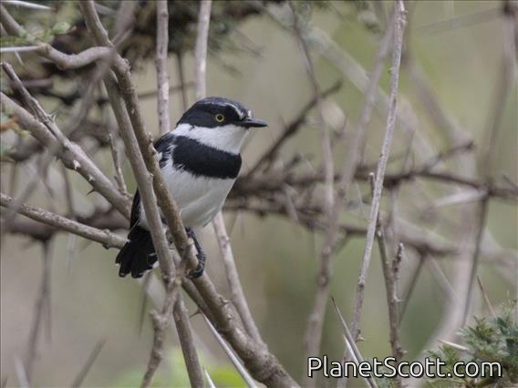 Chinspot Batis (Batis molitor)