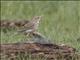 African Pipit (Anthus cinnamomeus)