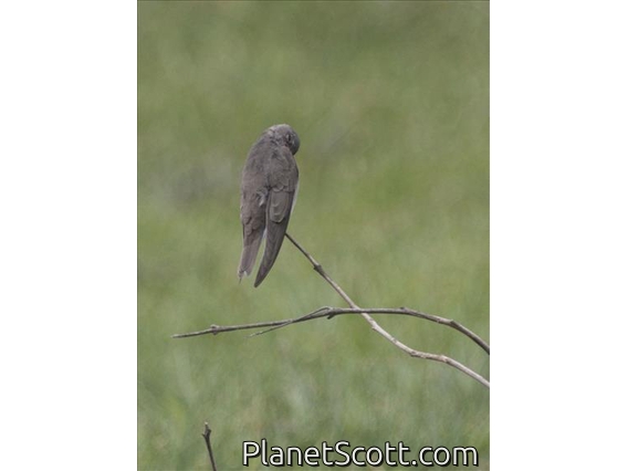 Plain Martin (Riparia paludicola)