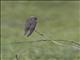 Plain Martin (Riparia paludicola)