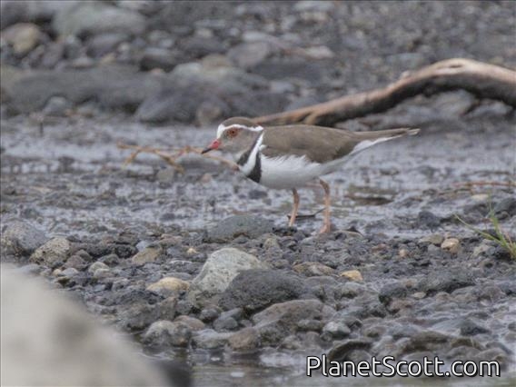 Three-banded Plover (Thinornis tricollaris)