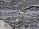 Three-banded Plover (Thinornis tricollaris)