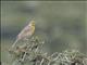 Pangani Longclaw (Macronyx aurantiigula)