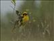 Baglafecht Weaver (Ploceus baglafecht)