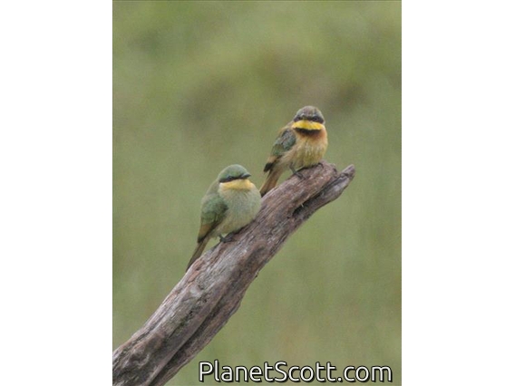 Little Bee-eater (Merops pusillus)
