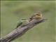 Little Bee-eater (Merops pusillus)