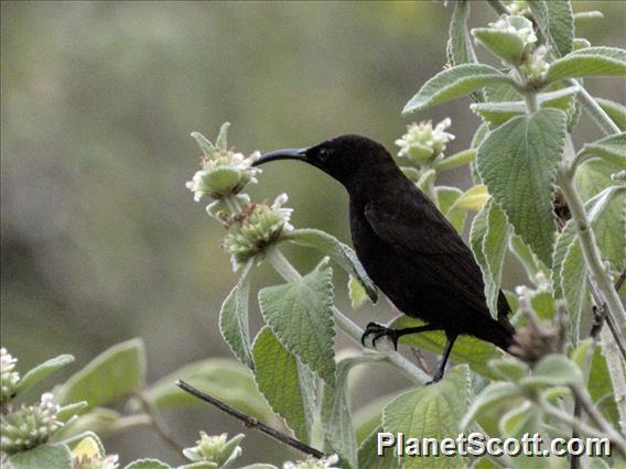 Amethyst Sunbird (Chalcomitra amethystina)