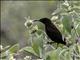 Amethyst Sunbird (Chalcomitra amethystina)