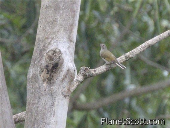 Lesser Honeyguide (Indicator minor)