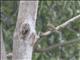 Green-backed Honeybird (Prodotiscus zambesiae)