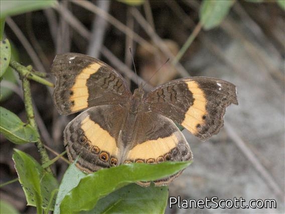 Yellow-banded Pansy (Junonia elgiva)