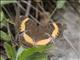 Yellow-banded Pansy (Junonia elgiva)
