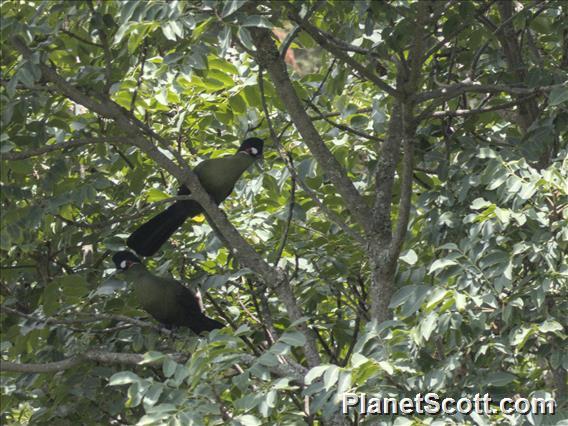 Hartlaub's Turaco (Tauraco hartlaubi)