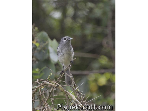 White-eyed Slaty-Flycatcher (Melaenornis fischeri)