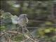 White-eyed Slaty-Flycatcher (Melaenornis fischeri)