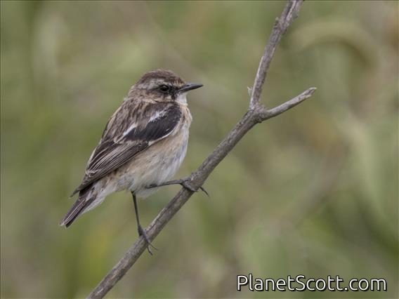 African Stonechat (Saxicola torquatus) - Female