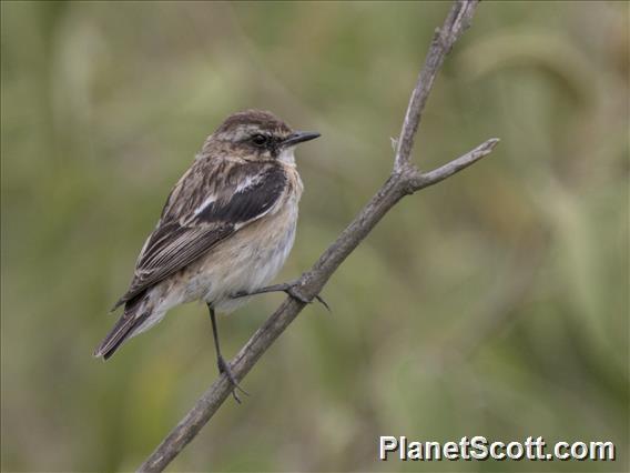 African Stonechat (Saxicola torquatus)