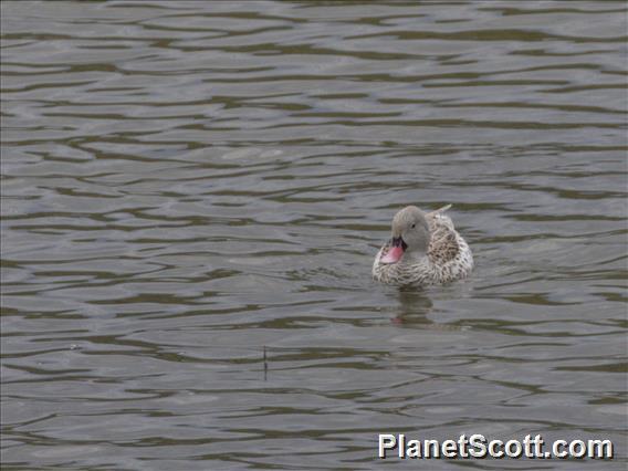 Cape Teal (Anas capensis)