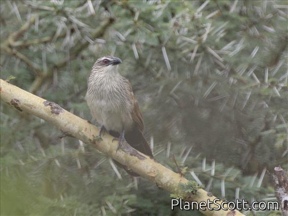 White-browed Coucal (Centropus superciliosus)